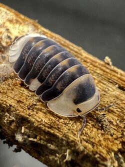 Cubaris sp. white ducky 5 each