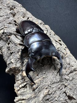 Dorcus antaeus antaeus 75mm.