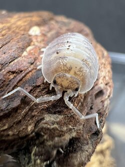 Porcellio laevis milkback set 5 each