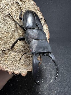 Dorcus titanus palawanicus 93mm.