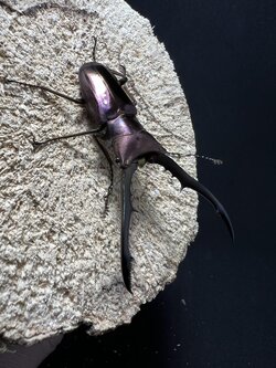 Cyclommatus metallifer 60 mm.