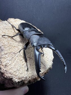 Dorcus titanus palawanicus 95 mm.