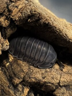 Cubaris sp. happy nun 5 each