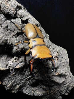 Homoderus mellyi 53mm.