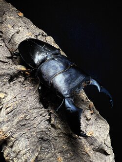 Dorcus titanus yasuokai 95mm.