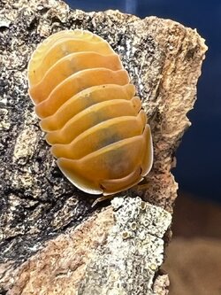 Cubaris sp. amber ducky ‘Albino’ 5 each