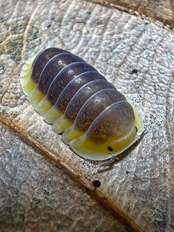 Cubaris sp. lemon blue 5 each