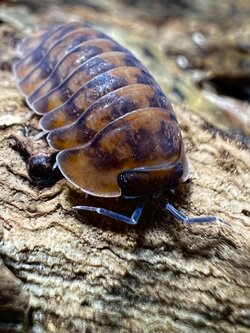 Cubaris sp. dark phipun 5 each