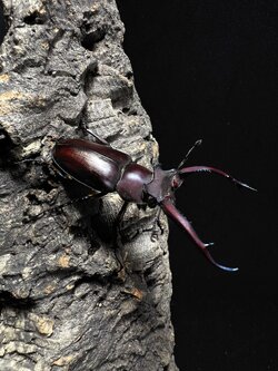 Lucanus angusticornis 55mm. Pair