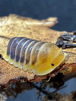 Cubaris sp. jupiter 5 each