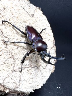 Phalacrognathus muelleri 53mm.