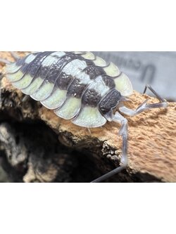 Porcellio expansus Set 5 each