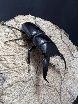 Dorcus titanus palawanicus 60mm.