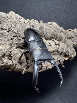 Dorcus titanus palawanicus 86mm.