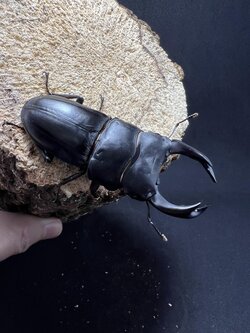 Dorcus hopei binodulosus 72mm.