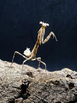 Deroplatys trigonodera Lv.2~3