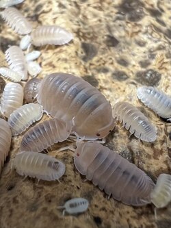 Cubaris murina ‘Papaya’ 5 each