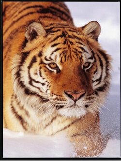 tiger-2023 *พร้อมส่ง* ชุดภาพติดคริสตัลกลม ลายเสือหิมะ (งานติดเต็มภาพ) ขนาด 36*54 ซม.ผ้าแคนวาส ลงกาวติดเต็มลาย คริสตัลกลม 29 สี+อุปกรณ์ครบชุด