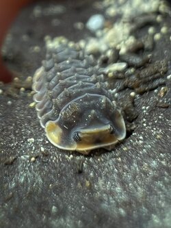 Cubaris sp. Shiny Gator 5 each