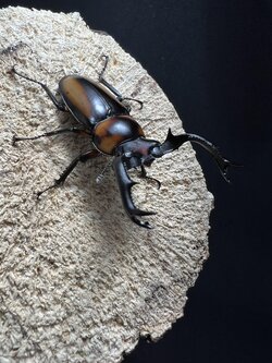 Rhaetulus crenatus speciosus 50mm.