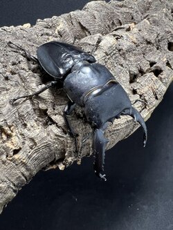 Dorcus titanus palawanicus 74mm.