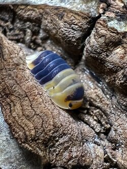 Cubaris sp. bumblebee 5 each