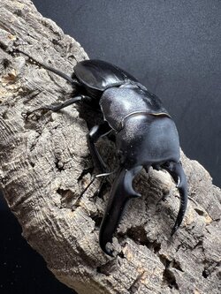 Dorcus titanus palawanicus 95mm.