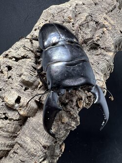 Dorcus titanus yasuokai 92 mm.