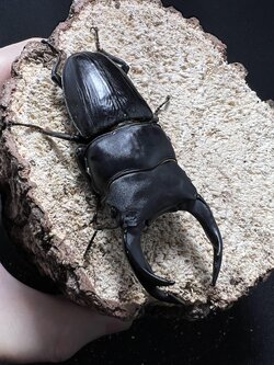 Dorcus hopei binodulosus 72 mm.