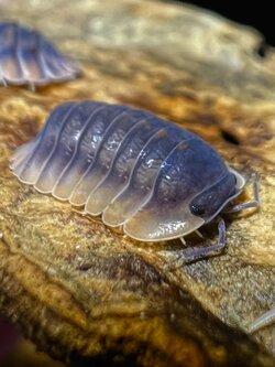 Cubaris sp. hong tiger 5 each