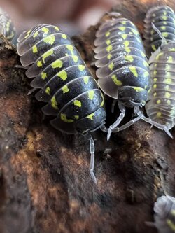 Armadillidium gestroi Set 5each