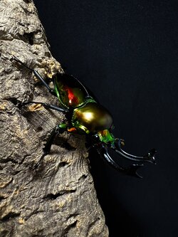 Phalacrognathus muelleri 56mm. Pair