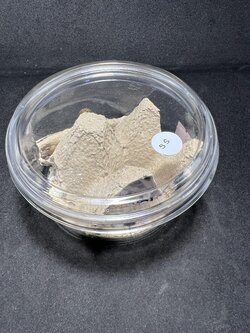 Blaptica dubia 5~10mm. 1 cup