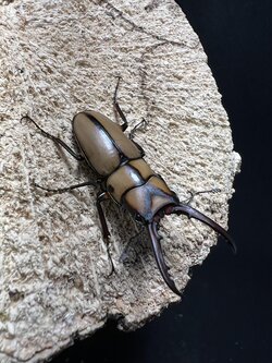 Prosopocoilus suturalis 35 mm. 1pair