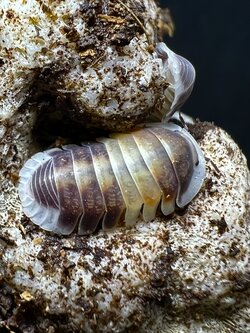 Cubaris sp. cappuccino 5 each