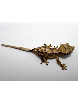 No.63 Extreme harlequin