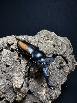 Rhaetulus speciosus kawanoi 53mm.