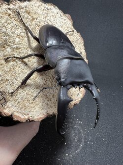 Dorcus titanus palawanicus 90mm.