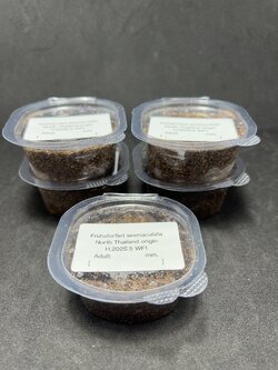 Fruhstorferi sexmaculata Lv.1~3