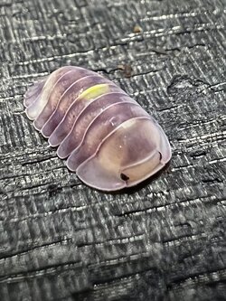 Cubaris sp. amber firefly ' Lcf ' 5 each