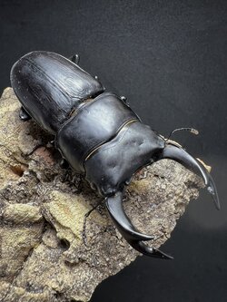 Dorcus hopei binodulosus 72mm.