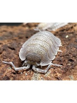 Porcellio baeticensis Violet 5 each