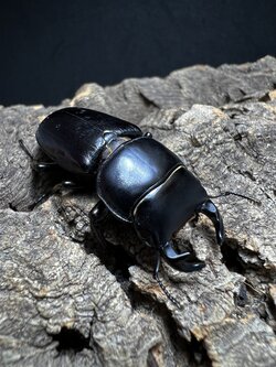 Dorcus yaksha gracilicornis 37x28mm.