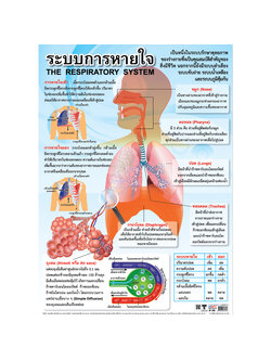โปสเตอร์ความรู้ ระบบการหายใจ No.239