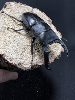 Dorcus titanus palawanicus 86 mm.