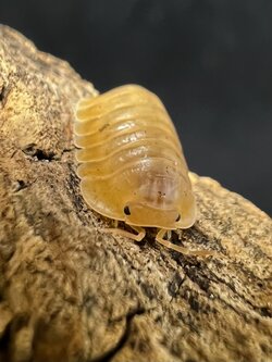 Cubaris sp. orange freezy 5 each