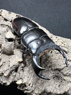 Dorcus antaeus antaeus 80 mm.