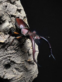 Lucanus angusticornis 66 mm. Pair