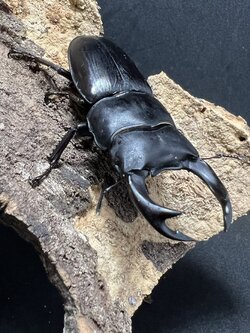 Dorcus hopei binodulosus 69 mm.