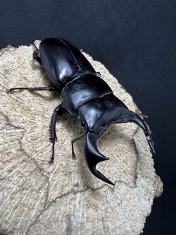 Dorcus antaeus antaeus 74x44mm.